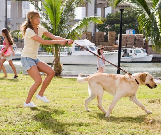Собака в аренду: россияне начали предлагать своих питомцев для прогулок