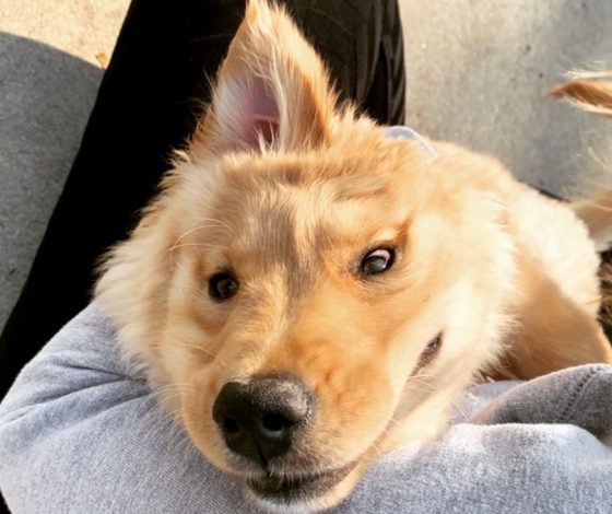 «Щенок-единорог» стал звездой в Сети