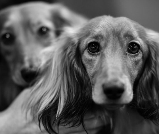 «Безбожники»: в Тульской области сожгли вольеры и будки, животных вывезли в неизвестном направлении