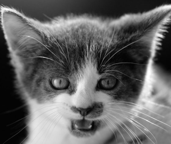 Животные из тульского монастыря найдены мертвыми