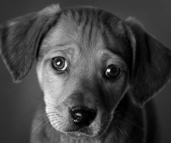 Пропавшие животные в Тульской области найдены мертвыми: собрали актуальную информацию о скандале