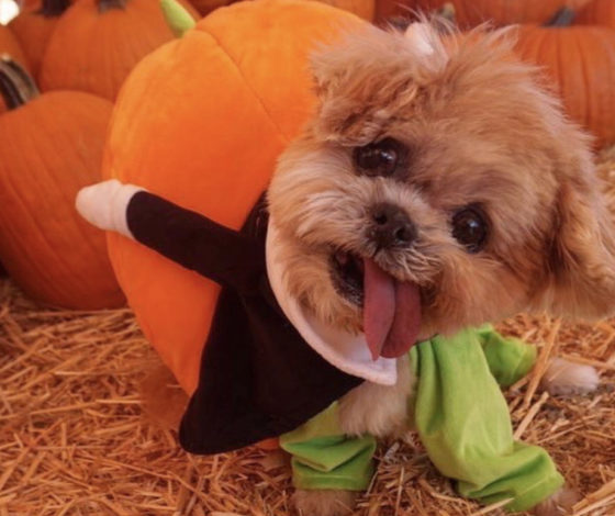 Топ милых фото популярной собаки в Instagram