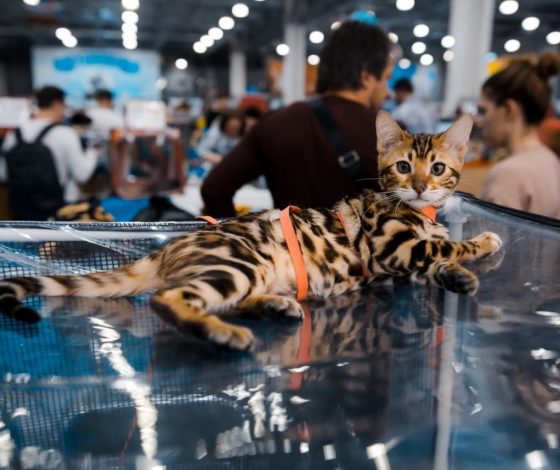 Планы на выходные 6-9 марта: выставка кошек, концерт «Винтаж» и хинкали