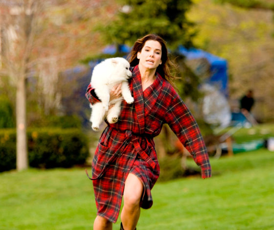 «Плюшевые мишки»: каких собак заводят звезды