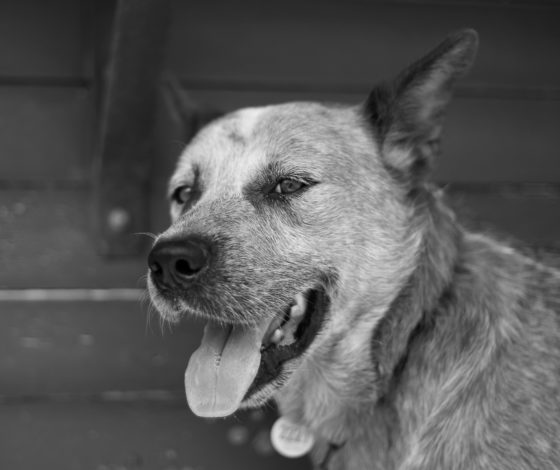 Скандал: в Сочи массово убивают бездомных животных