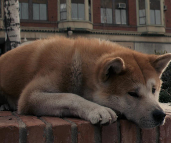 «Накажите по всей строгости закона»: молодая мать избила свою собаку и выкинула ее в окно