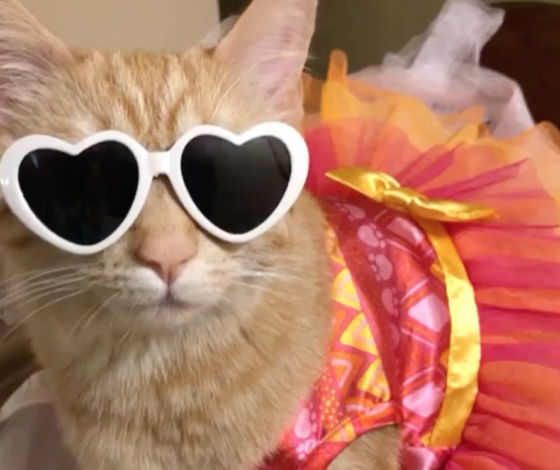 Instagram дня: кошка по кличке Морковка — няня троих детей