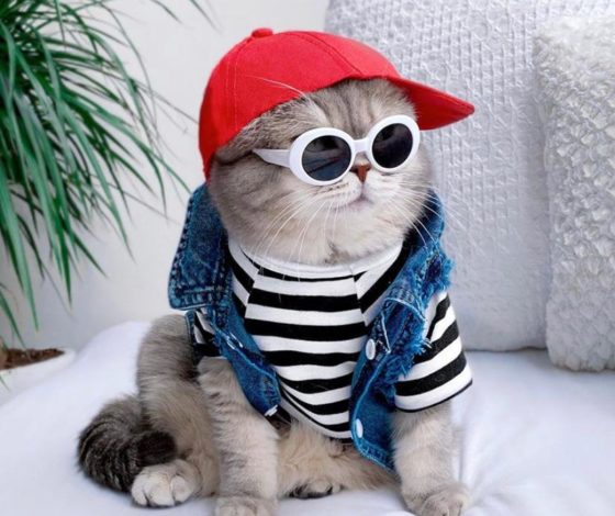 Instagram дня: как выглядит самый стильный кот