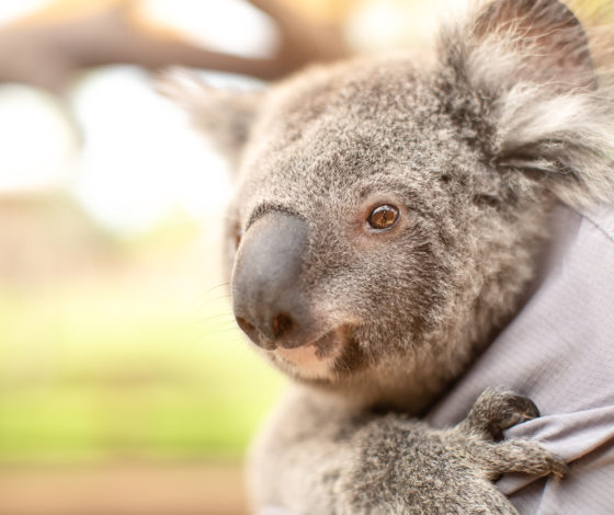 Трагические цифры: в австралийских пожарах погибло больше 3 миллиардов животных