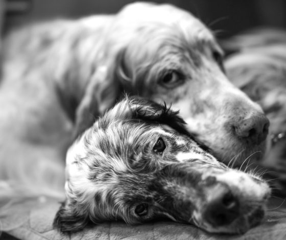 Скандал с расстрелом животных в тульском монастыре: Генпрокуратура поручила провести проверку 