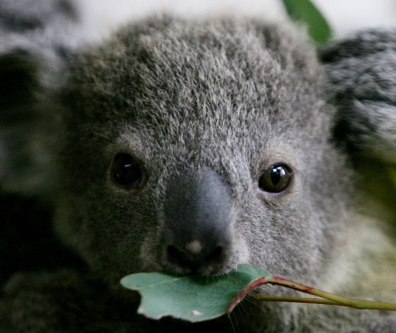 Ветклиники возвращают в дикую природу коал, пострадавших от пожаров в Австралии