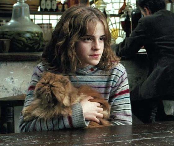 Сегодня День объятий с кошками: топ-7 книг о котах