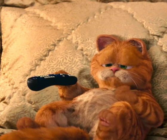 Топ–7 самых популярных котиков