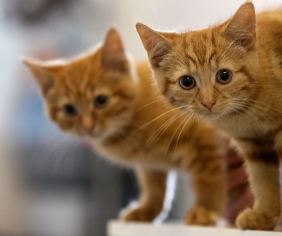 Опрос: у парней с котами больше шансов понравиться девушкам