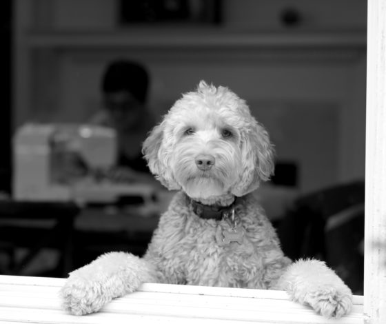 Ужасная история: несовершеннолетние живодеры задушили собаку и сняли это на видео. Рассказываем, как помочь привлечь их к ответственности