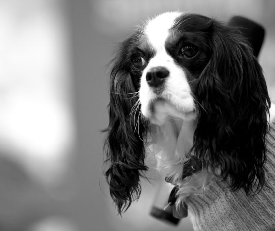 Продолжение скандала: МВД возбудило уголовное дело в отношении малолетних живодеров