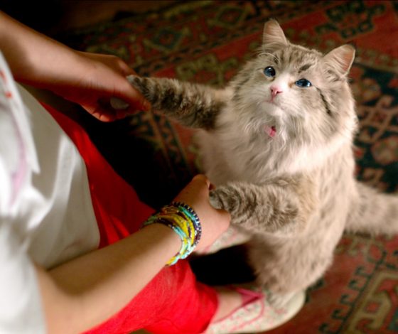 Тест: какой ты кот