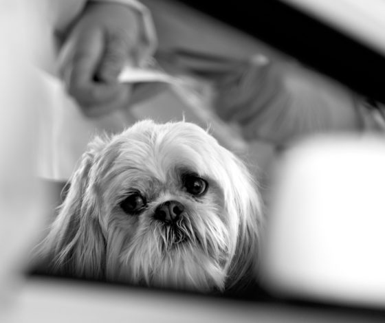 #АэрофлотВерниСобак: хронология скандала с авиакомпанией из-за перевозки животных