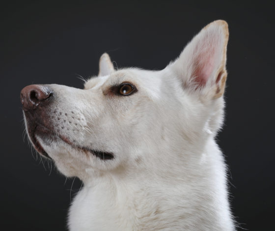 «Только для серьезных отношений»: в Москве появился сайт знакомств с собаками из приюта