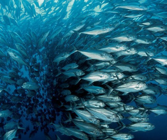 Что смотреть: топ документальных фильмов про моря и океаны на вечер