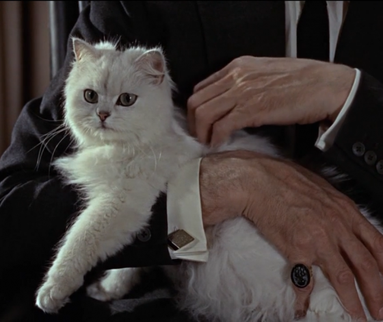 Психология: как понравиться кошке