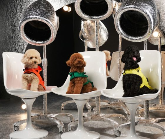 Для самых модных питомцев: Moncler Genius выпустили коллекцию для собак