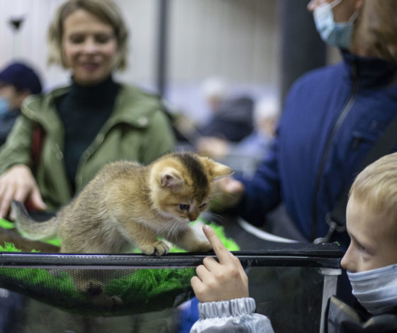 В Москве ввели карантин из-за бешенства животного