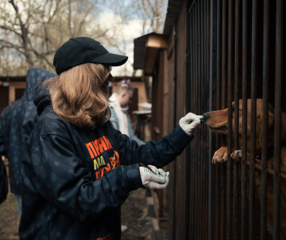Аня Покров, Артур Бабич и Маха Горячева помогают бездомным животным