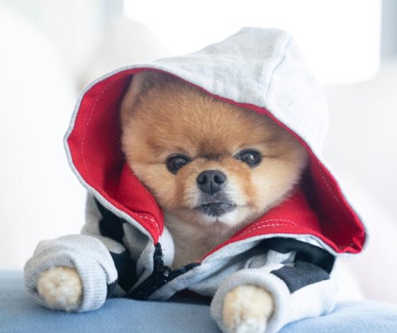 Смешные, лохматые, модные: самые популярные собаки Instagram