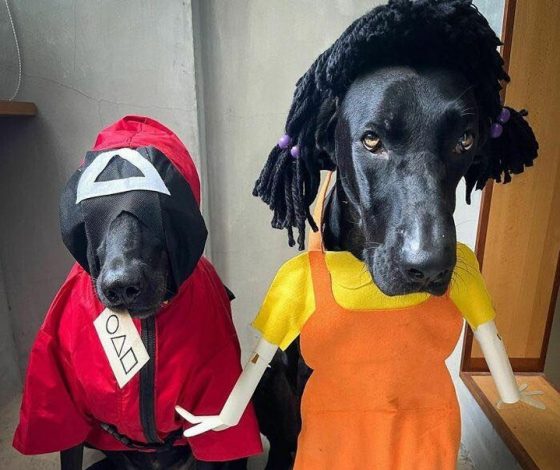 Осторожно, это очень мило: лучшие костюмы для питомцев на Хэллоуин