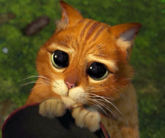 Осторожно, очень мило: в Сети завирусилось фото настоящего двойника кота из «Шрэка»