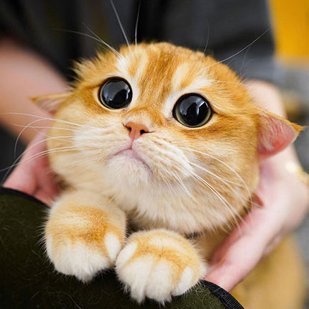 Кота из шрека с большими глазами - картинки и фото balagan-kzn.ru