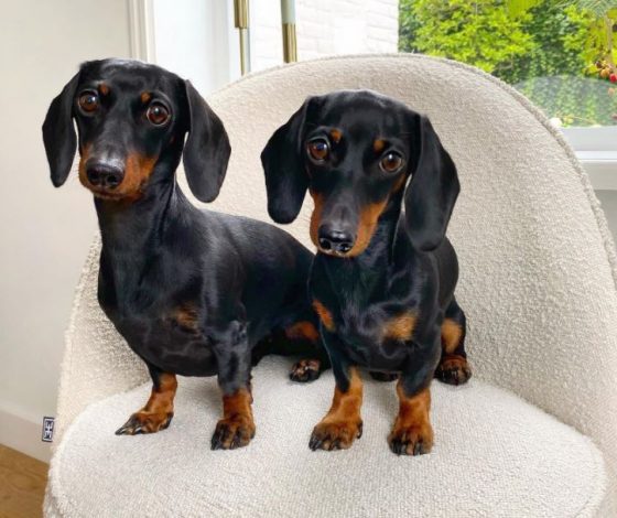 Топ-5 Instagram-аккаунтов животных с многотысячной аудиторией