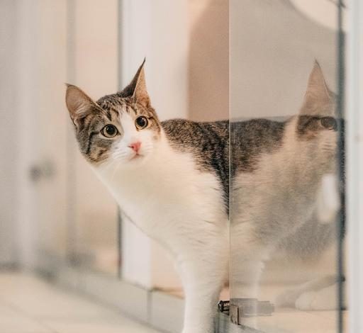 Для тех, кто мечтал о домашнем питомце: в Москве пройдет выставка бездомных животных, которые ищут любящих хозяев