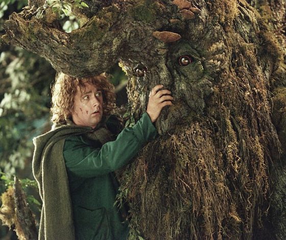 Тест: какое ты дерево?