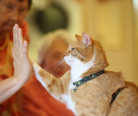 Миру нужен герой: кот спас хозяина во время пожара