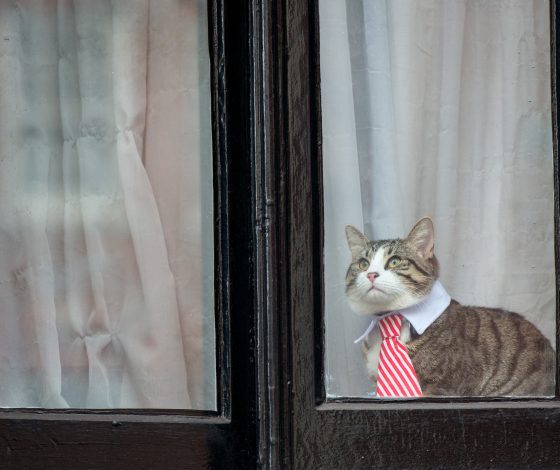 Британка зарегистрировала брак с котом. Спойлер: на это была веская причина