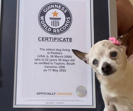 Это очень мило: 22-летняя собака попала в Книгу рекордов Гиннесса