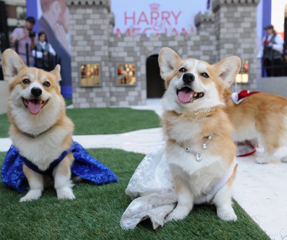 5 клипов ВКонтакте, которые поднимут тебе настроение