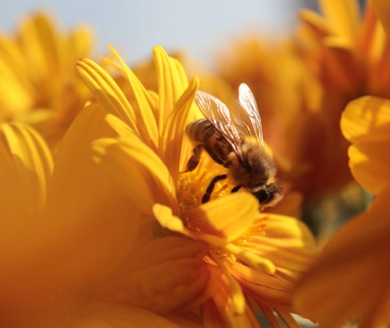 Как помочь главным хранителям экосистемы в эти выходные?