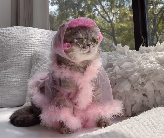 5 клипов ВКонтакте, которые ты захочешь переслать друзьям