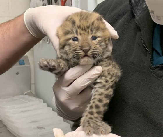 Пятнистые хищники, которые покорят твое сердце: в зоопарке Сент-Луиса родились редкие дальневосточные леопарды