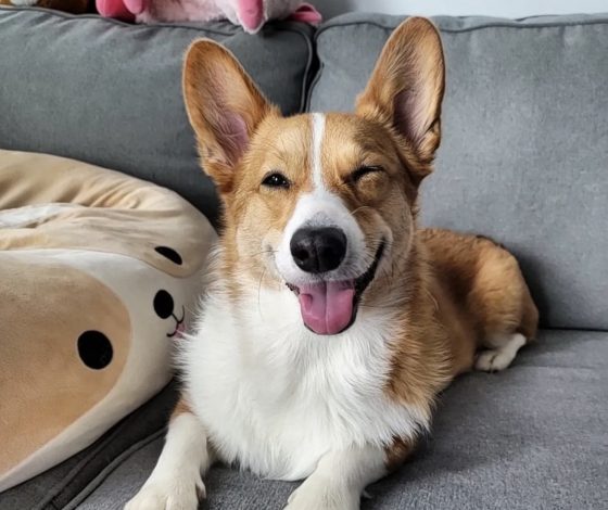 5 клипов ВКонтакте, которые заставят улыбнуться