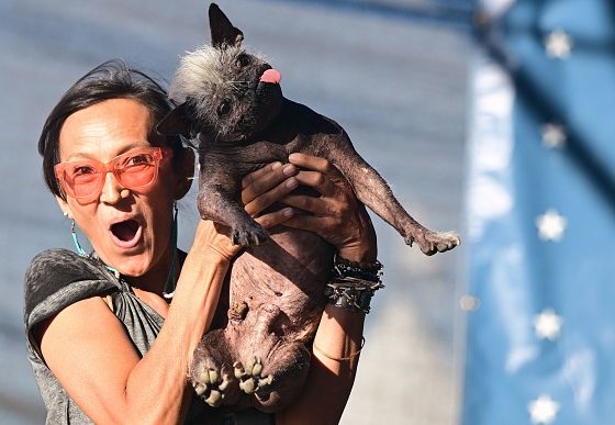 Кто стал самой уродливой собакой в мире?