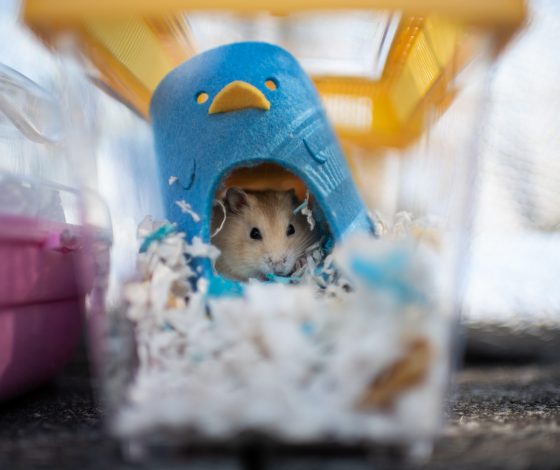 Полет нормальный: хомяк улетел на воздушном шаре в стратосферу