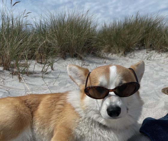 5 клипов ВКонтакте для любителей животных