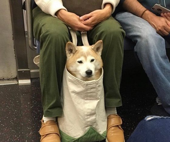 5 клипов ВКонтакте с забавными животными