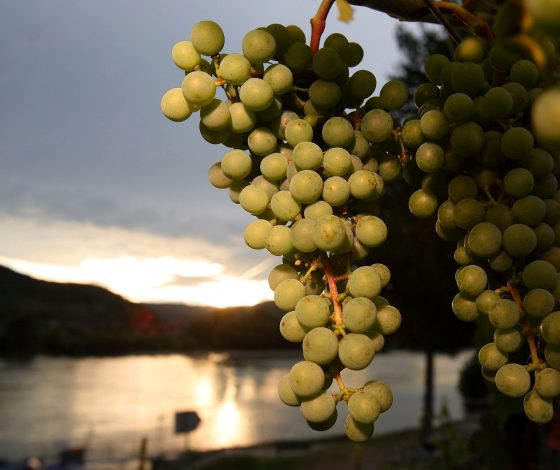 «Абрау-Дюрсо» представили коллекцию безалкогольных напитков на основе виноградного сока
