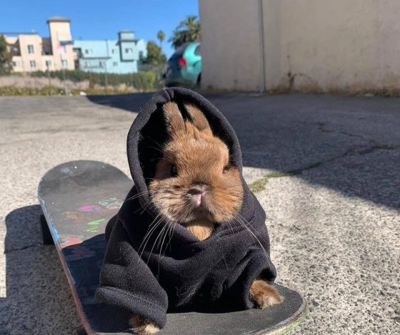 5 клипов, которые поднимут тебе настроение