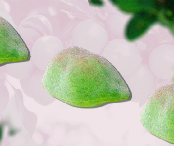 Лидер по содержанию витамина С: чем полезен экстракт сливы какаду в антиэйдж-косметике?